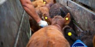 Senasa cambia el plan de vacunación contra la aftosa y generará un ahorro millonario en la ganadería