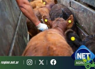 Senasa cambia el plan de vacunación contra la aftosa y generará un ahorro millonario en la ganadería