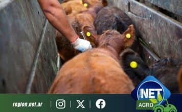 Senasa cambia el plan de vacunación contra la aftosa y generará un ahorro millonario en la ganadería