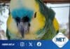 Allanan una granja en Villa María y rescatan 19 animales silvestres