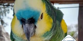 Allanan una granja en Villa María y rescatan 19 animales silvestres
