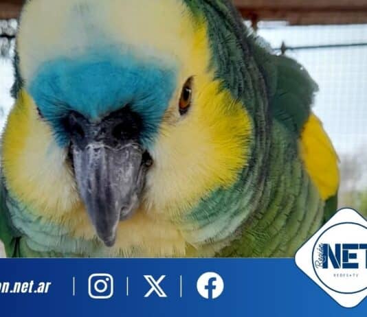Allanan una granja en Villa María y rescatan 19 animales silvestres