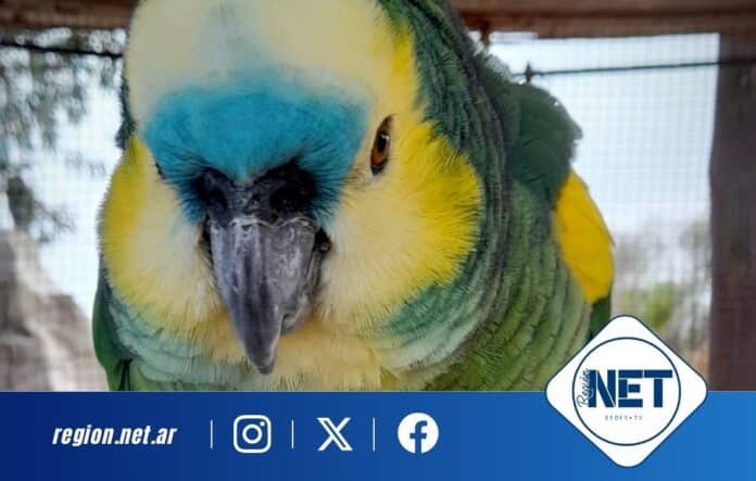 Allanan una granja en Villa María y rescatan 19 animales silvestres